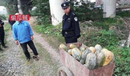 诸暨网红吃瓜事件视频最新,真相揭秘，网络舆论的漩涡与反思